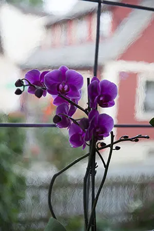 Blume im Fenster