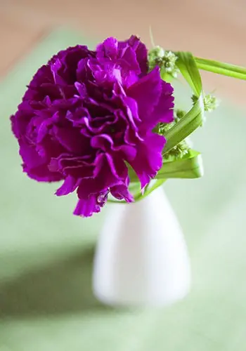 Blume in Vase